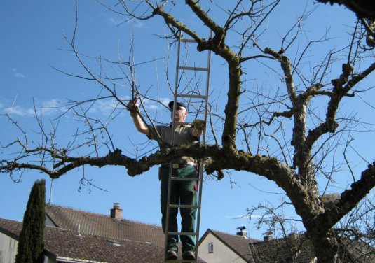 Obstbaumschnitt