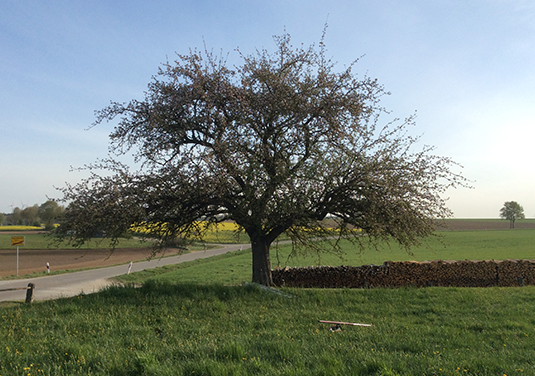 Obstbaumschnitt