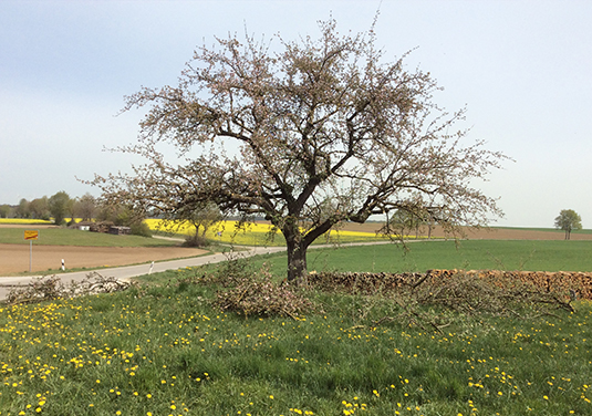 Obstbaumschnitt